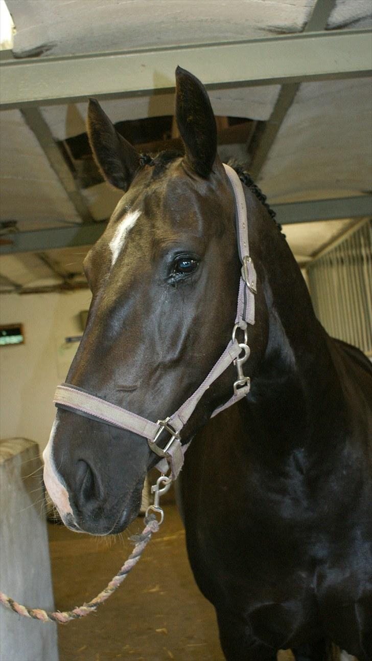 Oldenborg   Miranda Himmelhest  :'( <3 - Broager Ringridning 2010 <3 billede 1