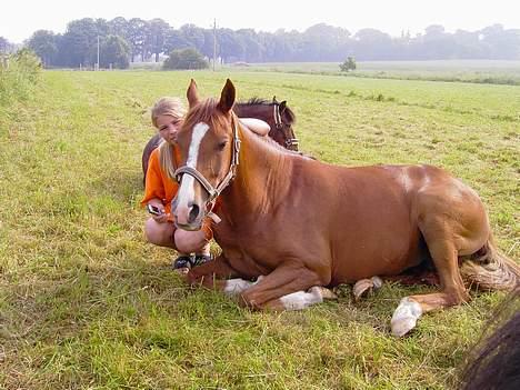 Anden særlig race Donna *solgt - Jeg er lige ude og sige godmorgen til min pony, men hun er ikke lige klar til at stå op  billede 6