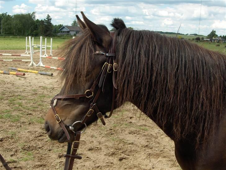 Anden særlig race Little Beauty Angel - Hejsa, håber du kan lide min bette hyp, bedøm fair giver du middel eller der under så skriv hvorfor Knus billede 1