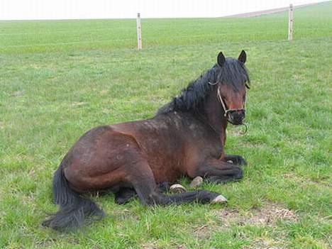 Anden særlig race Faxi - hva laver du? billede 1