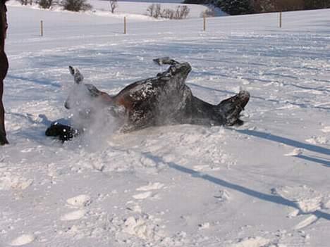 Anden særlig race Faxi - hvor er det dejlig! billede 2