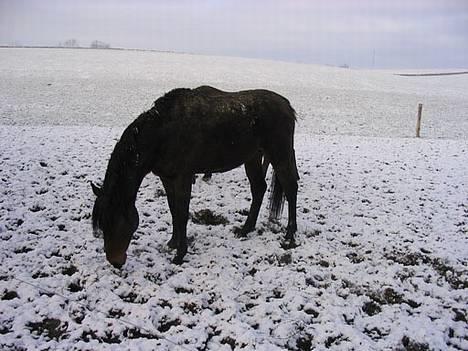 Anden særlig race Faxi - er han ikk bare fin? billede 3