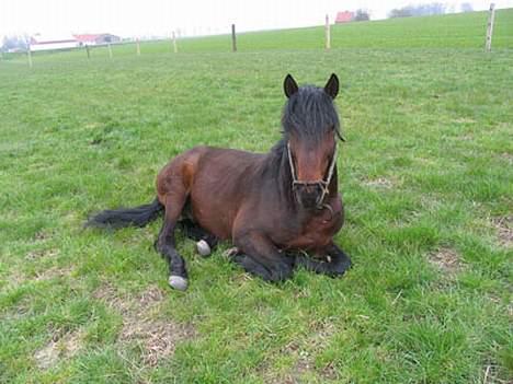 Anden særlig race Faxi - mor hva er det dog du laver? billede 4