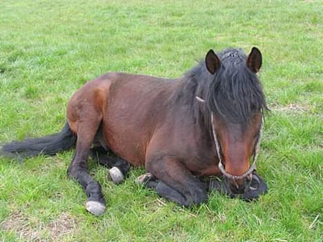 Anden særlig race Faxi - hej alle sammen!  billede 5