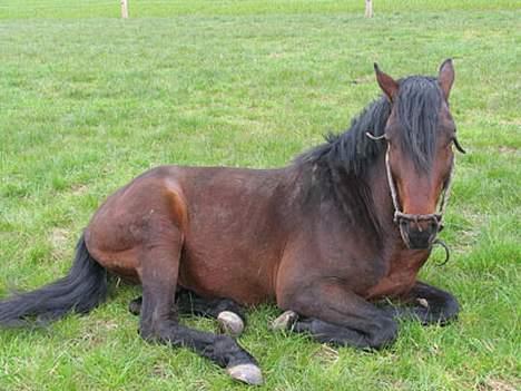 Anden særlig race Faxi - jeg er træt! billede 6