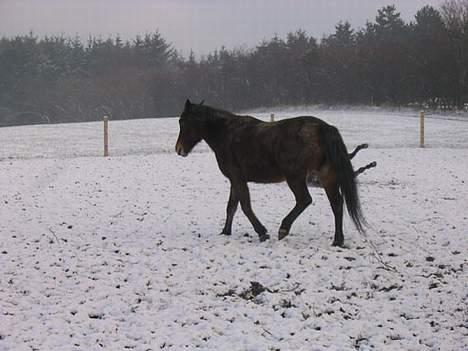 Anden særlig race Faxi - er lige ude på mark. billede 7