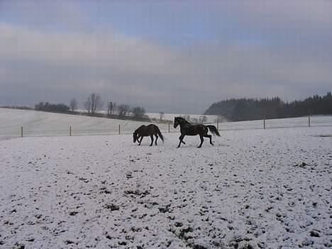 Anden særlig race Faxi - hi. han er så sød. billede 8