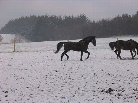Anden særlig race Faxi - de er så søde. billede 9