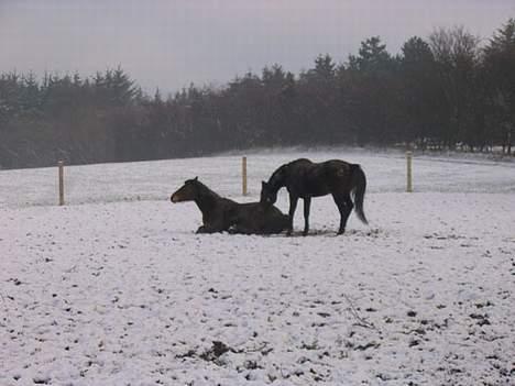 Anden særlig race Faxi - uhh! hi billede 10