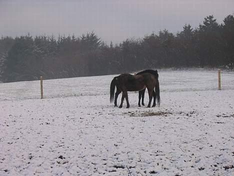 Anden særlig race Faxi - uhh du ser sød ud hvad hedder du? billede 11