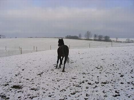 Anden særlig race Faxi - løbe løbe! hi. hvor skal du hen? billede 12