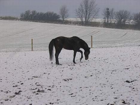 Anden særlig race Faxi - han er så dejlig! billede 13