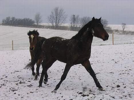 Anden særlig race Faxi - du er så fin? billede 14