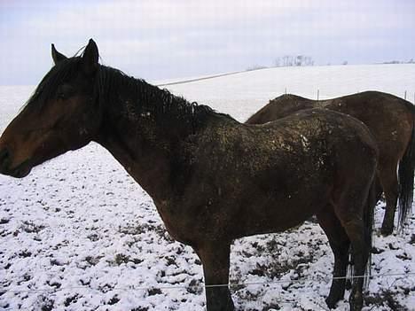 Anden særlig race Faxi - her er han lidt nemer og se. billede 15