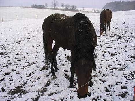 Anden særlig race Faxi - hej mor. billede 16