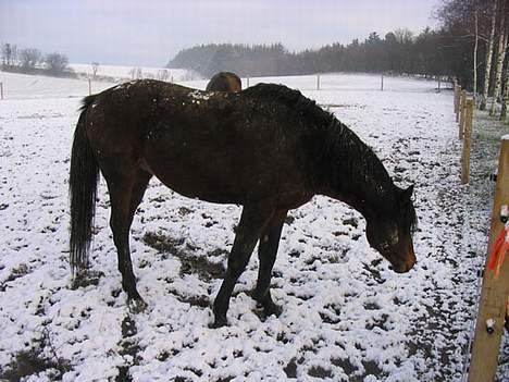 Anden særlig race Faxi - nu gider jeg ikke mere! billede 17