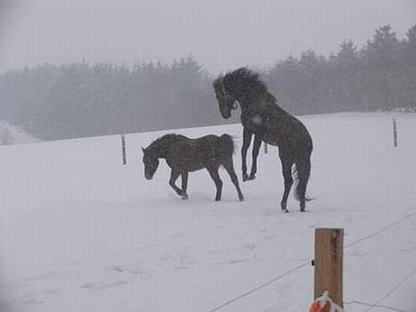 Anden særlig race Faxi - hvad laver du faxi? billede 18