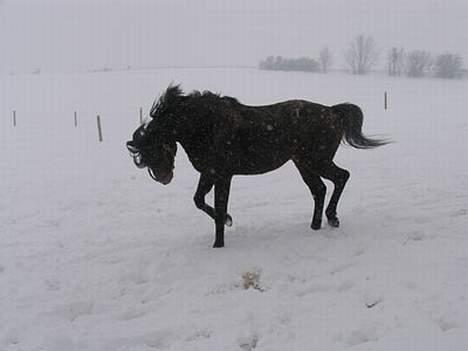 Anden særlig race Faxi - jubii. man skal da have noget sjov! hi. billede 19