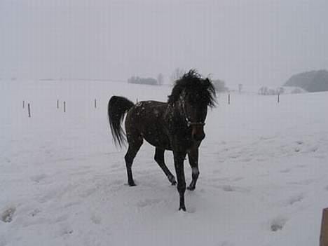 Anden særlig race Faxi - jubii. det er sjovt! hi billede 20
