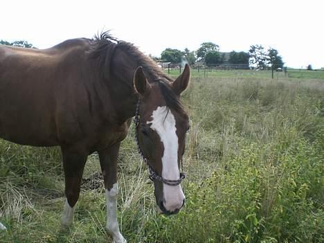 Dansk Varmblod Dilandi (RIP) Savner dig! - Dilandi(2006) hun har været til hingst, og er li kommet hjem =) billede 18