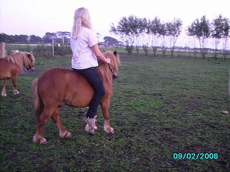 Shetlænder Carano (-Solgt-) billede 1