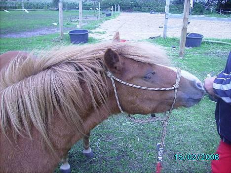 Shetlænder Carano (-Solgt-) billede 2