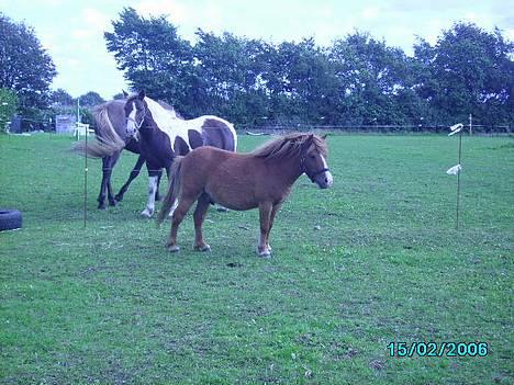 Shetlænder Carano (-Solgt-) billede 3