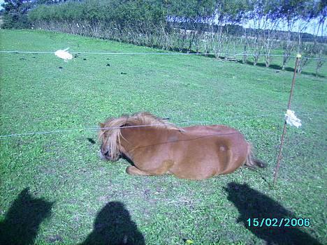 Shetlænder Carano (-Solgt-) billede 4