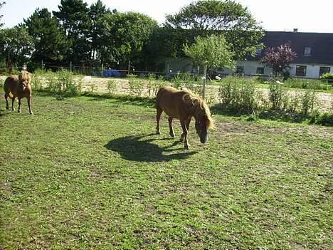 Shetlænder Carano (-Solgt-) billede 5