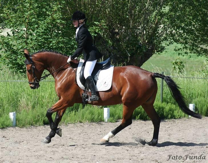 Oldenborg Fie <33 † - Dygtige pige . Første gang vi galopere ude og det faktisk gik godt <3 billede 14