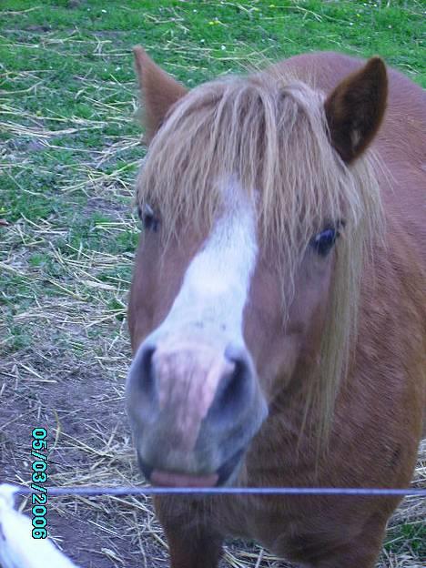 Shetlænder Carano (-Solgt-) billede 6