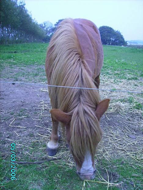 Shetlænder Carano (-Solgt-) billede 7