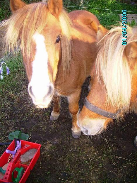 Shetlænder Carano (-Solgt-) billede 8