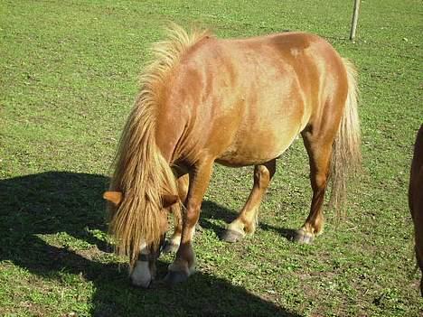 Shetlænder Carano (-Solgt-) billede 9