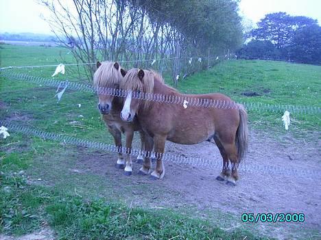 Shetlænder Carano (-Solgt-) billede 10