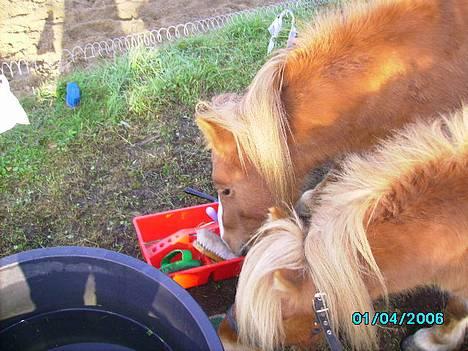 Shetlænder Carano (-Solgt-) billede 11