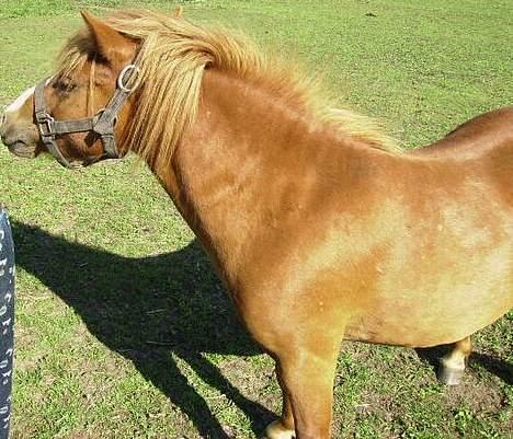 Shetlænder Carano (-Solgt-) billede 12