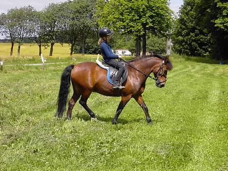 Anden særlig race Urt ¤solgt&savnet¤ - Dressur på marken ~ mig og Urt billede 2