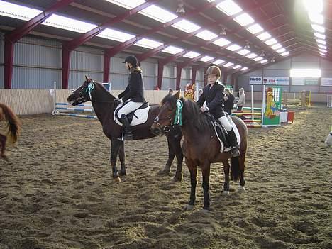 Anden særlig race Urt ¤solgt&savnet¤ - 3. plads i LB ~ Hylke ridecenter billede 3