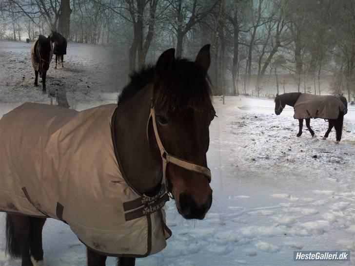 Anden særlig race Urt ¤solgt&savnet¤ - Vinterbilleder billede 4