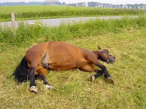 Anden særlig race Urt ¤solgt&savnet¤ - Alt for dejlige Urt ;-) billede 6