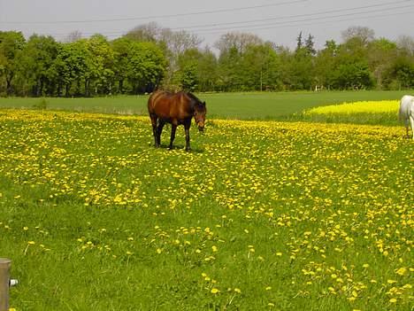 Anden særlig race Urt ¤solgt&savnet¤ billede 7