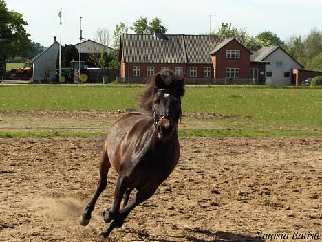 Anden særlig race Little Beauty Angel - Angel løber på banen*Ingen af mine Billedere må under ingen om stændigheder bruges til netpony sider!* billede 2