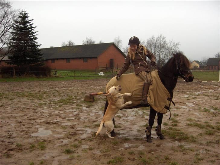 Anden særlig race Little Beauty Angel - Angel og zazu på ridebanen, han vil op og ride der:b*Ingen af mine Billedere må under ingen om stændigheder bruges til netpony sider!* billede 4