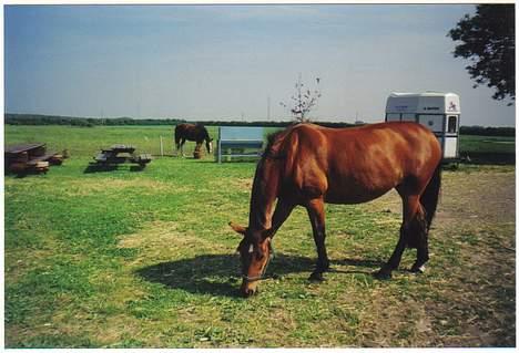 Anden særlig race Tasiba billede 4