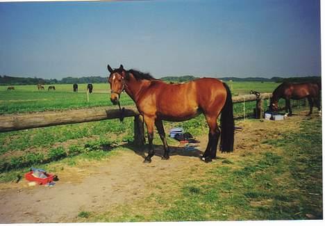 Anden særlig race Tasiba - Tasiba står og venter på at jeg skal komme og strigle hende så vi kan ride en lille tur i det dejlige sommervejr. billede 5