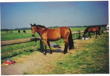 Anden særlig race Tasiba - Gider du ikke snart se at blive færdig med det der kamera så vi kan komme ud at ride.. billede 7