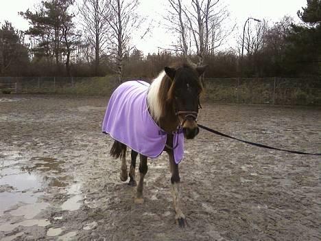 Anden særlig race tamara - jeg longere tamara. billede 5