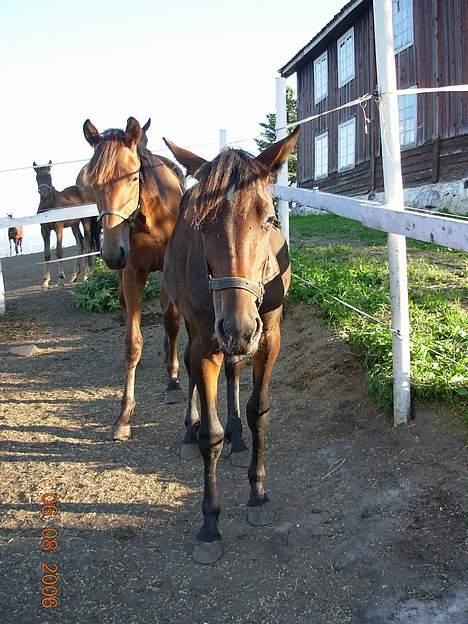 Traver No Surprice M(vesla)død - 7.8.06 billede 14