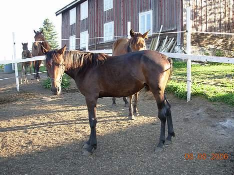 Traver No Surprice M(vesla)død - 7.8.06 billede 15